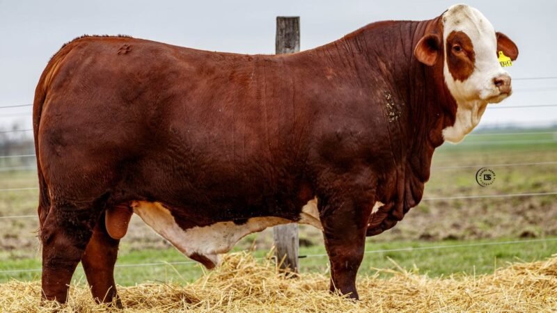 LOTE 31 RP 10417 LOS RETOÑOS