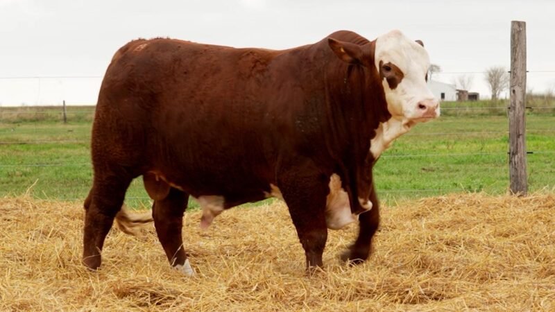LOTE 33 RP 10313 LOS RETOÑOS