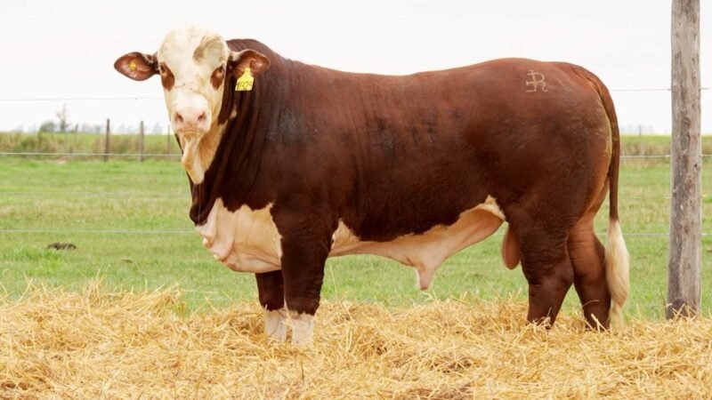 LOTE 34 RP 10329 LOS RETOÑOS