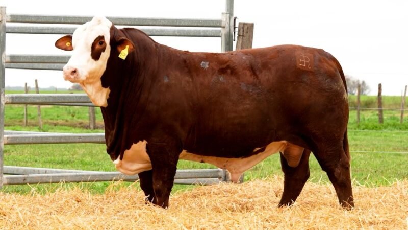 LOTE 34 RP 10351 LOS RETOÑOS