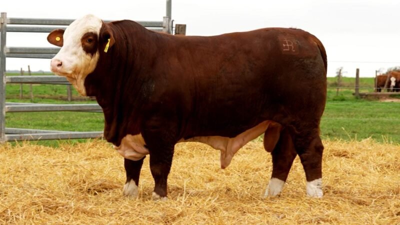 LOTE 34 RP 10459 LOS RETOÑOS
