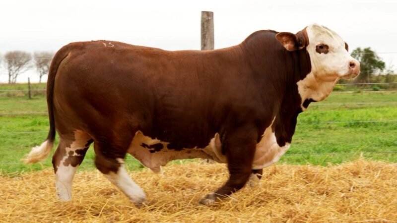 LOTE 35 RP 10511 LOS RETOÑOS