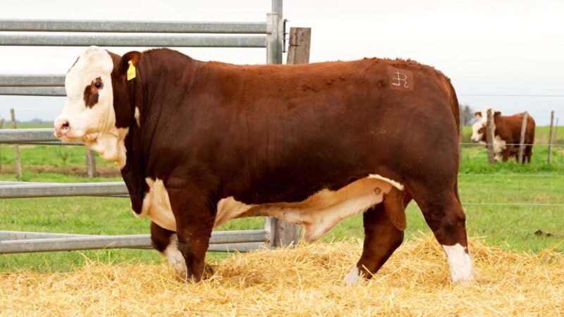 LOTE 35 RP 10557 LOS RETOÑOS