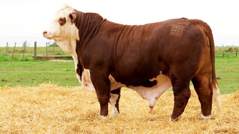 LOTE 35 RP 10569 LOS RETOÑOS