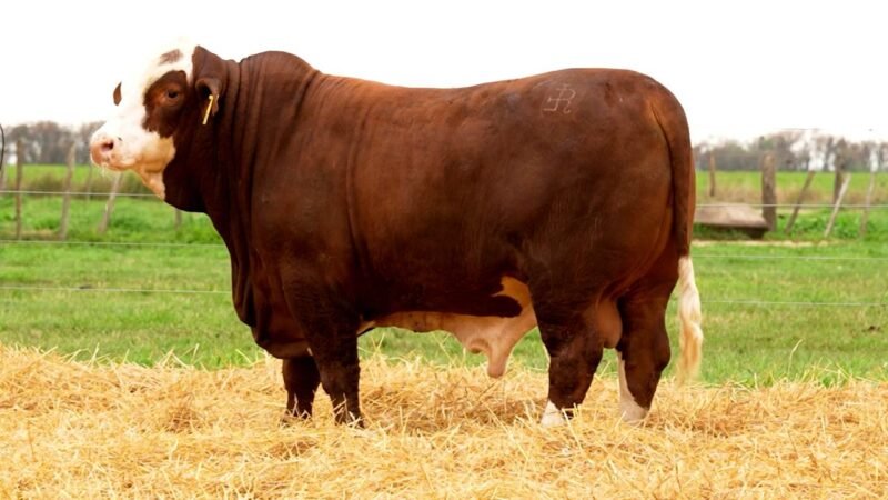 LOTE 36 RP 10333 LOS RETOÑOS