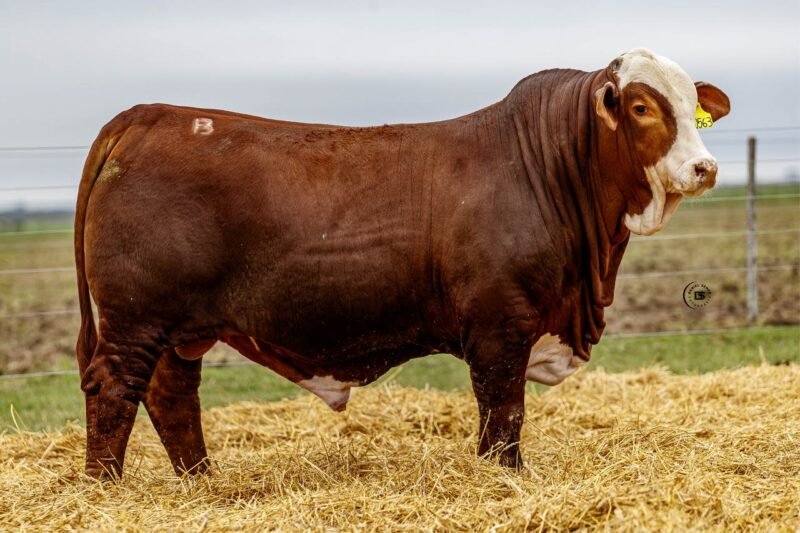 LOTE 36 RP 10563 LOS RETOÑOS
