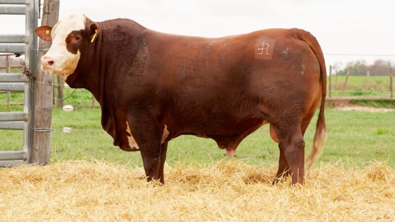 LOTE 37 RP 10253 LOS RETOÑOS