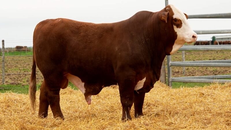 LOTE 37 RP 10503 LOS RETOÑOS
