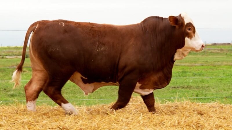 LOTE 37 RP 10587 LOS RETOÑOS