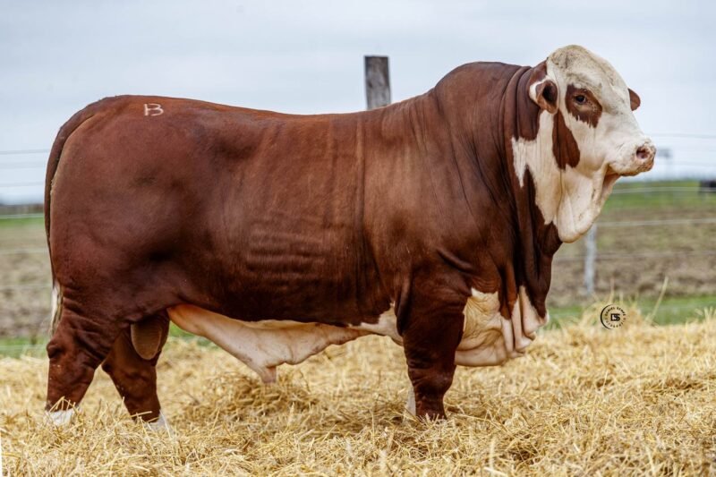 LOTE 38 RP 10219 LOS RETOÑOS