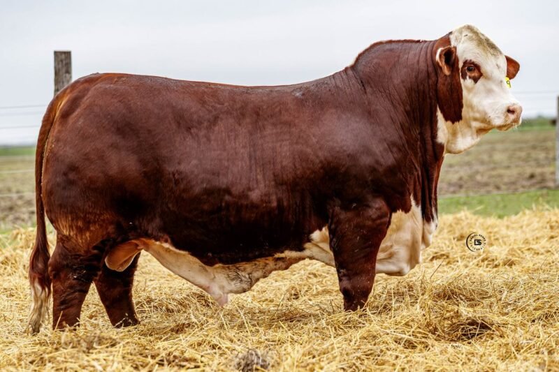 LOTE 39 RP 10209 LOS RETOÑOS