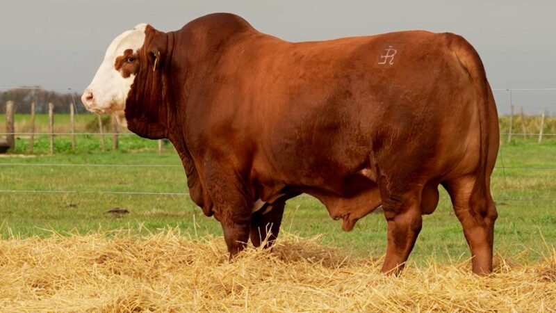 LOTE 4 RP 10295 LOS RETOÑOS