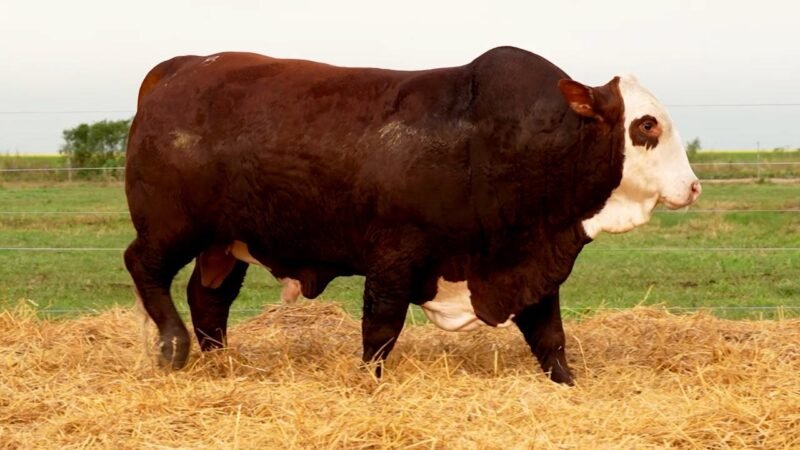 LOTE 4 RP 10315 LOS RETOÑOS