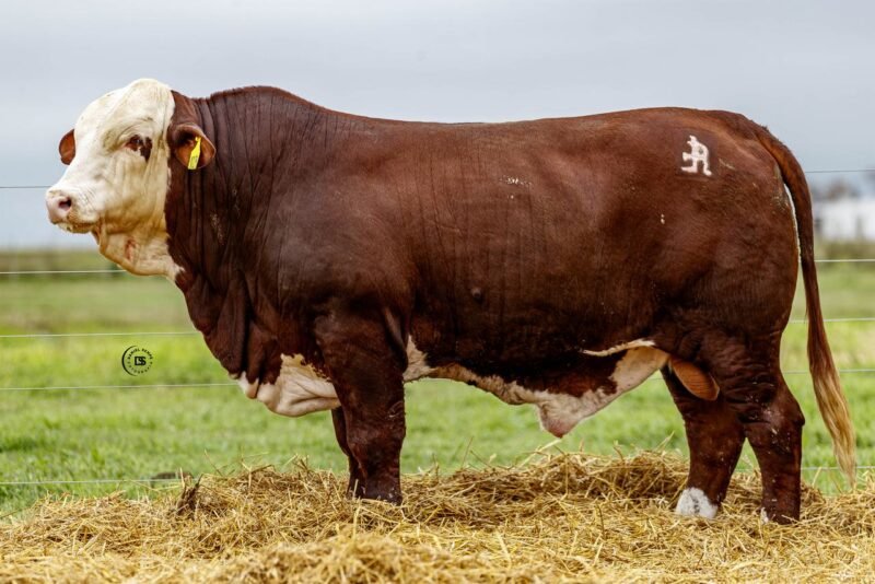 LOTE 40 RP 10291 LOS RETOÑOS