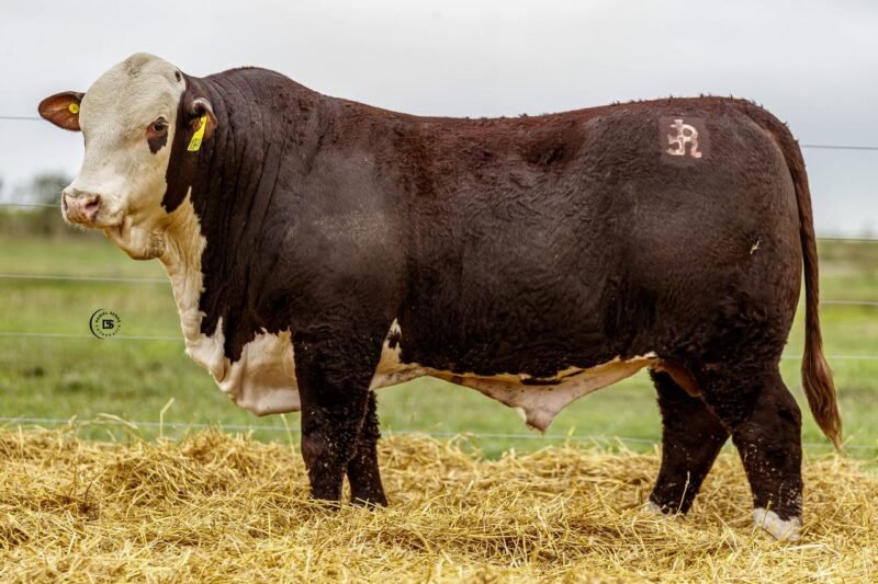 LOTE 40 RP 10461 LOS RETOÑOS
