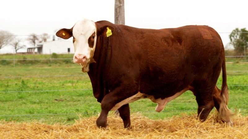 LOTE 40 RP 10551 LOS RETOÑOS