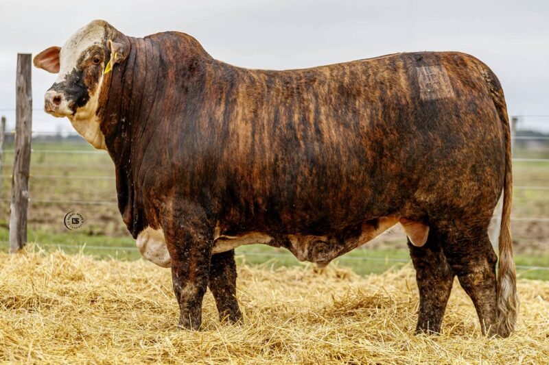LOTE 41 RP 10521 LOS RETOÑOS
