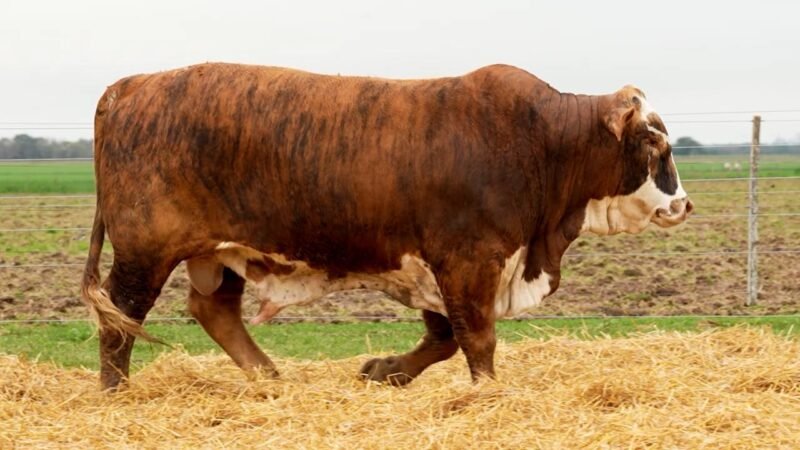 LOTE 42 RP 10499 LOS RETOÑOS