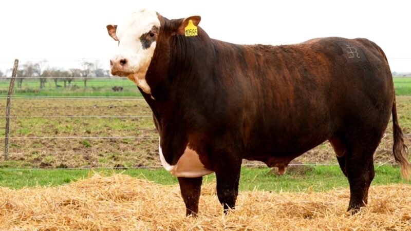 LOTE 42 RP 10585 LOS RETOÑOS