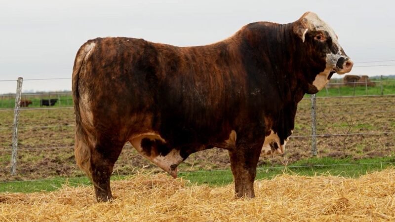 LOTE 42 RP 10651 LOS RETOÑOS