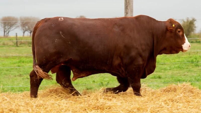 LOTE 44 RP 10463 LOS RETOÑOS