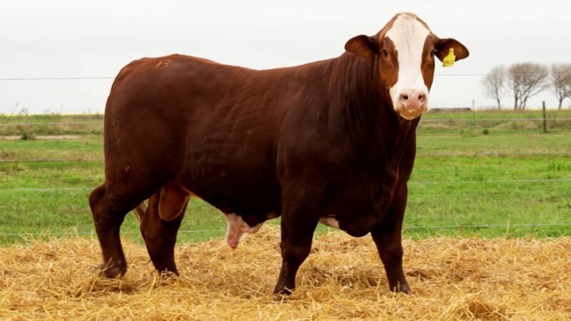 LOTE 44 RP 10517 LOS RETOÑOS
