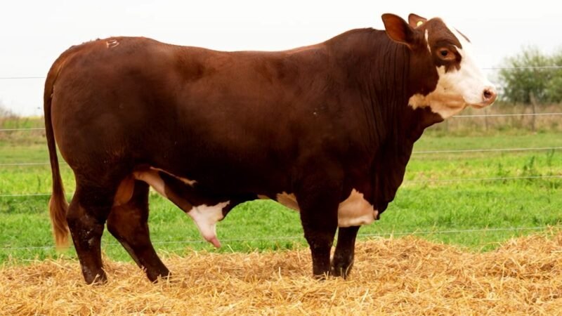 LOTE 44 RP 10579 LOS RETOÑOS
