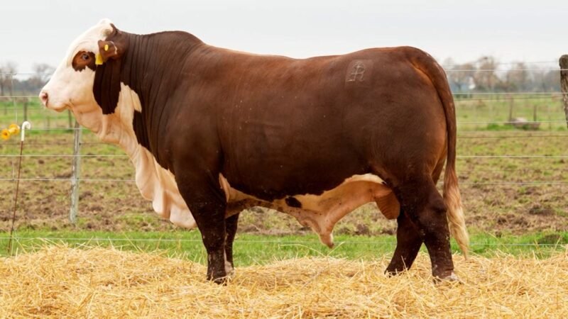 LOTE 45 RP 10611 LOS RETOÑOS