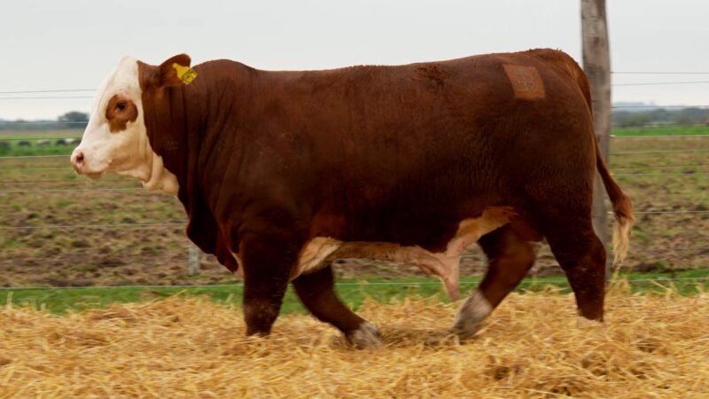 LOTE 45 RP 10709 LOS RETOÑOS