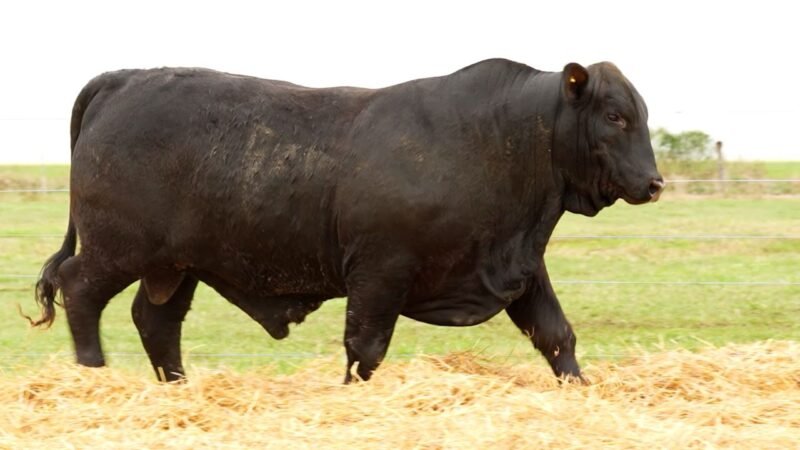 LOTE 46 RP 2607 LOS RETOÑOS