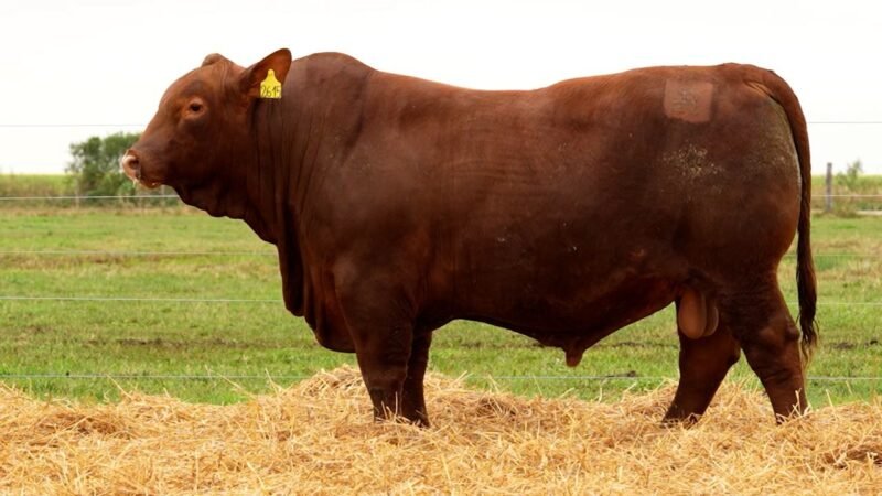 LOTE 47 RP 2615 LOS RETOÑOS