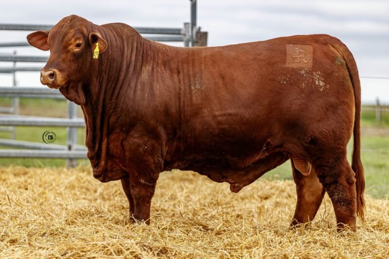LOTE 48 RP 829 LOS RETOÑOS