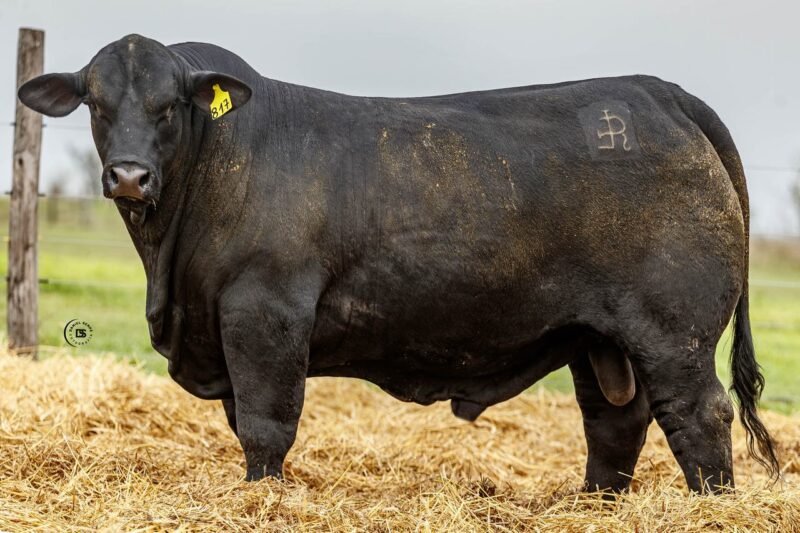 LOTE 49 RP 817 LOS RETOÑOS