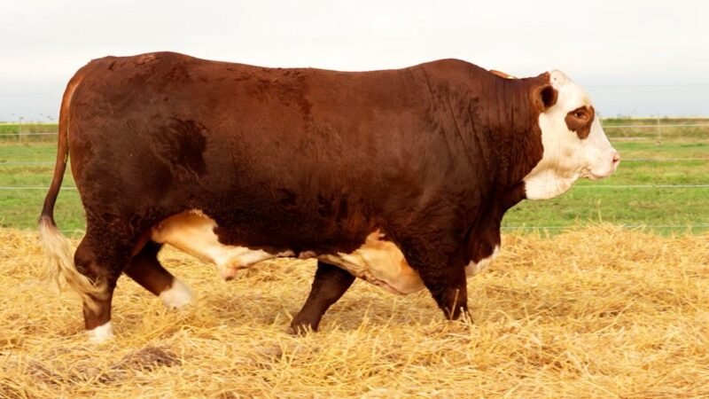 LOTE 5 RP 10229 LOS RETOÑOS