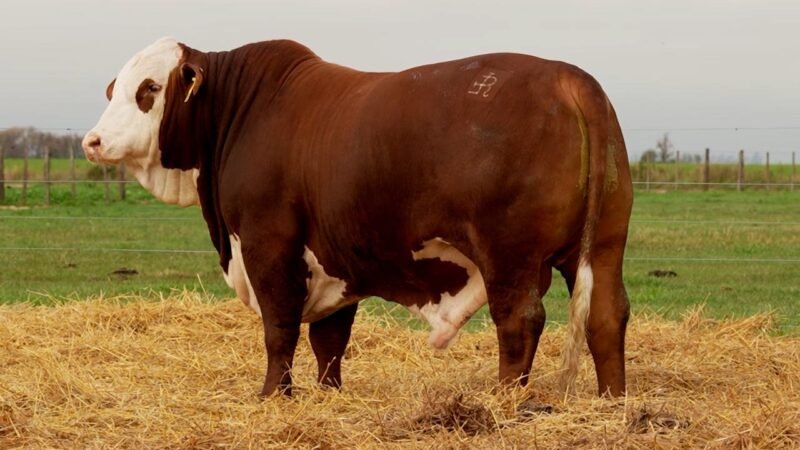 LOTE 5 RP 10331 LOS RETOÑOS