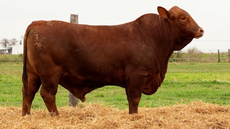 LOTE 50 RP 2643 LOS RETOÑOS