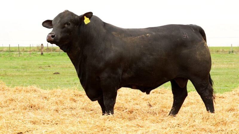 LOTE 50 RP 2659 LOS RETOÑOS