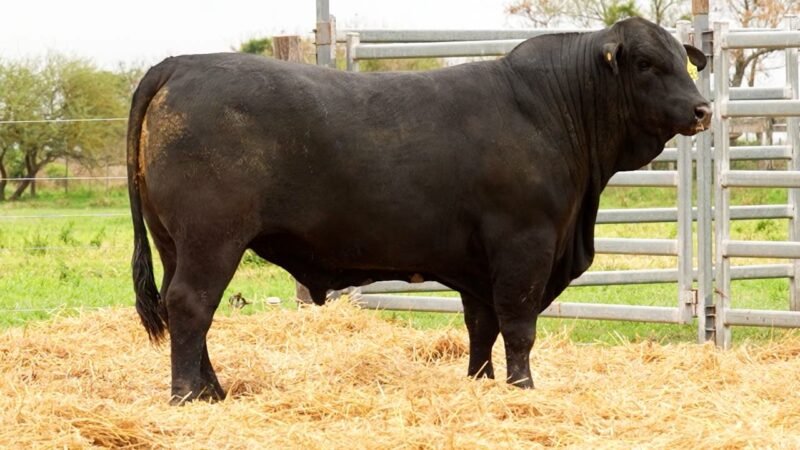 LOTE 51 RP 2633 LOS RETOÑOS