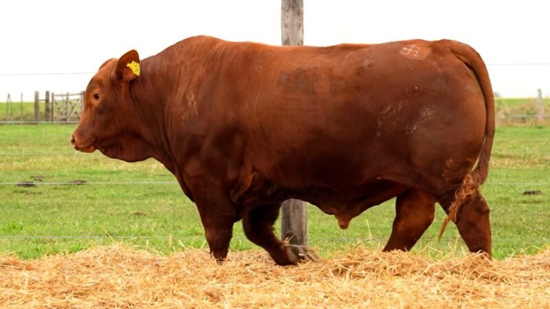 LOTE 51 RP 2653 LOS RETOÑOS