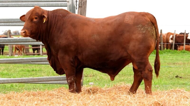 LOTE 52 RP 821 LOS RETOÑOS