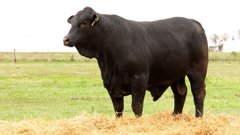 LOTE 52 RP 841 LOS RETOÑOS
