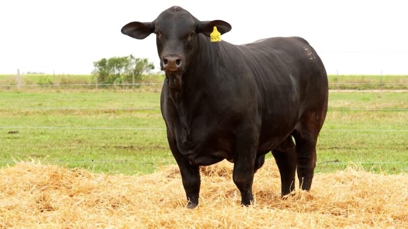 LOTE 53 RP 845 LOS RETOÑOS