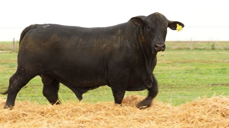 LOTE 54 RP 865 LOS RETOÑOS
