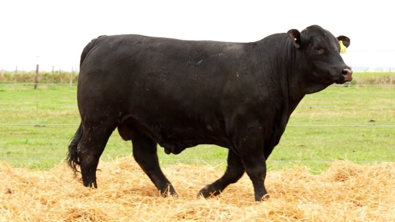 LOTE 55 RP 2665 LOS RETOÑOS