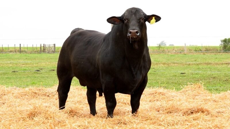 LOTE 55 RP 2671 LOS RETOÑOS