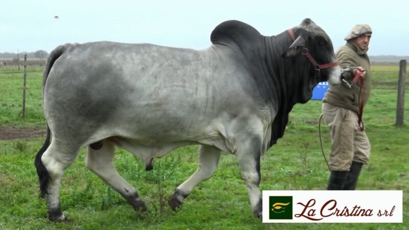 LOTE 56 RP 2806 LA CRISTINA