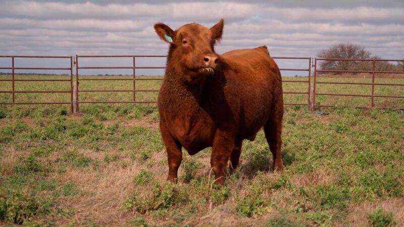 LOTE 57 RP C767 LA UNION