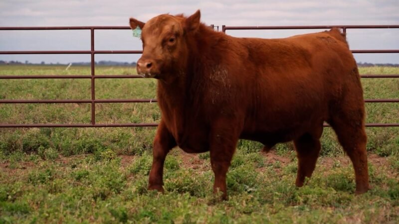 LOTE 57 RP C791 LA UNION