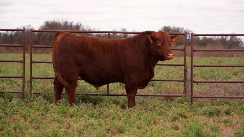 LOTE 57 RP ROJA 9 LA UNION