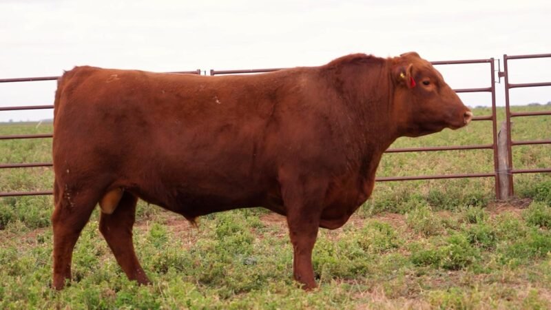 LOTE 58 RP ROJA 10 LA UNION